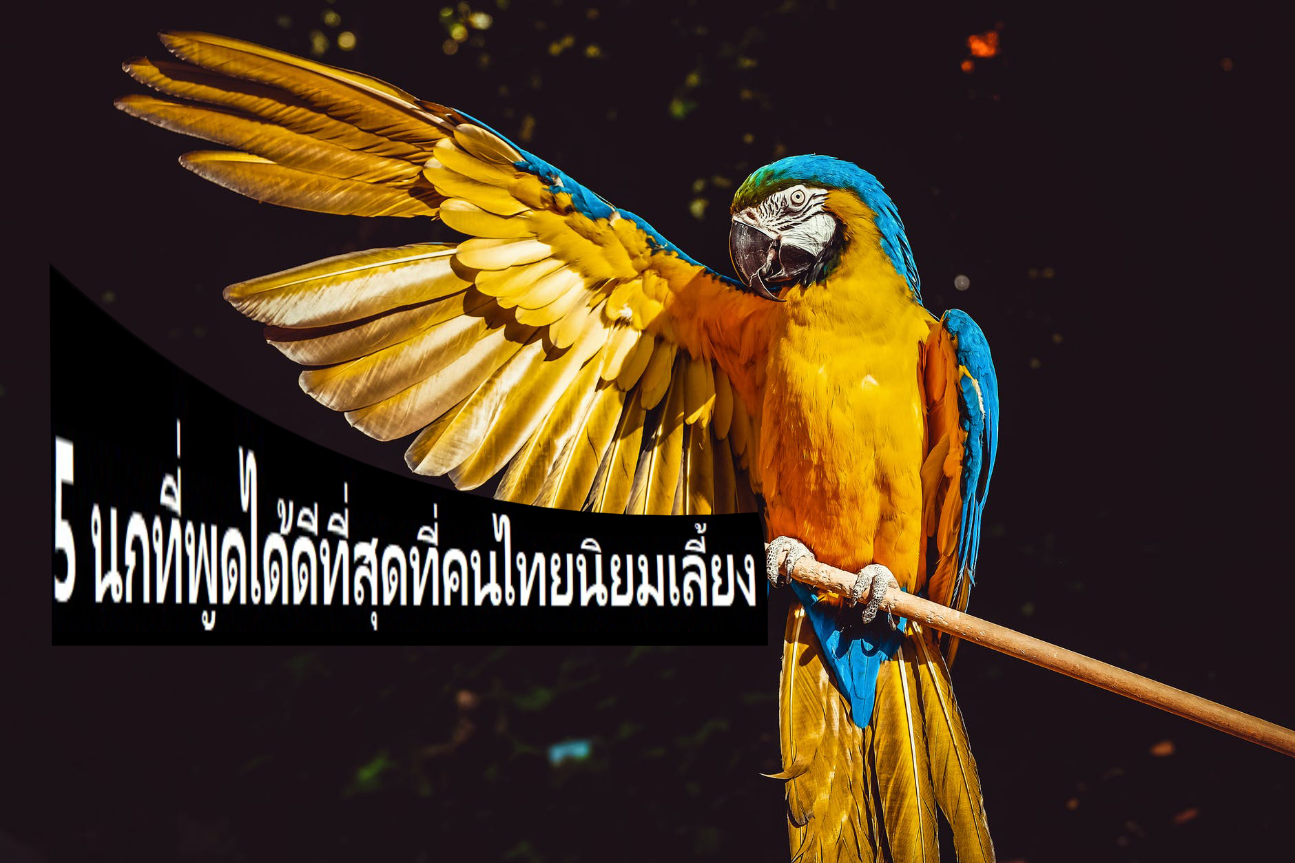 5 นกที่พูดได้ดีที่สุดที่คนไทยนิยมเลี้ยง