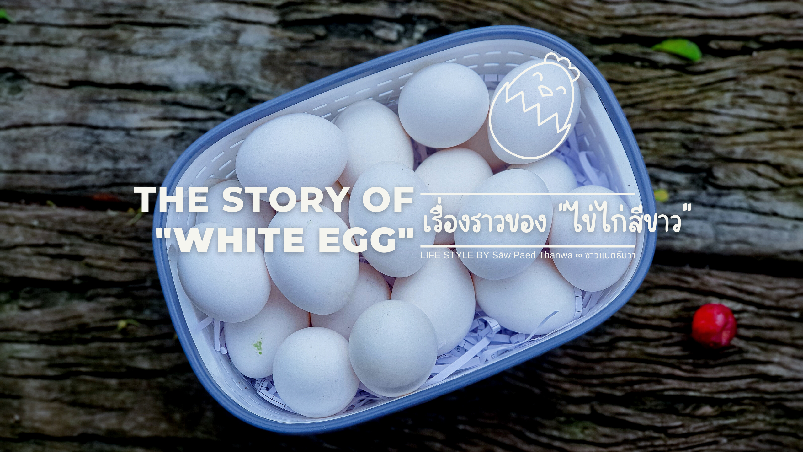 เรื่องราวของไข่ไก่สีขาว ไข่ไก่ญี่ปุ่น 