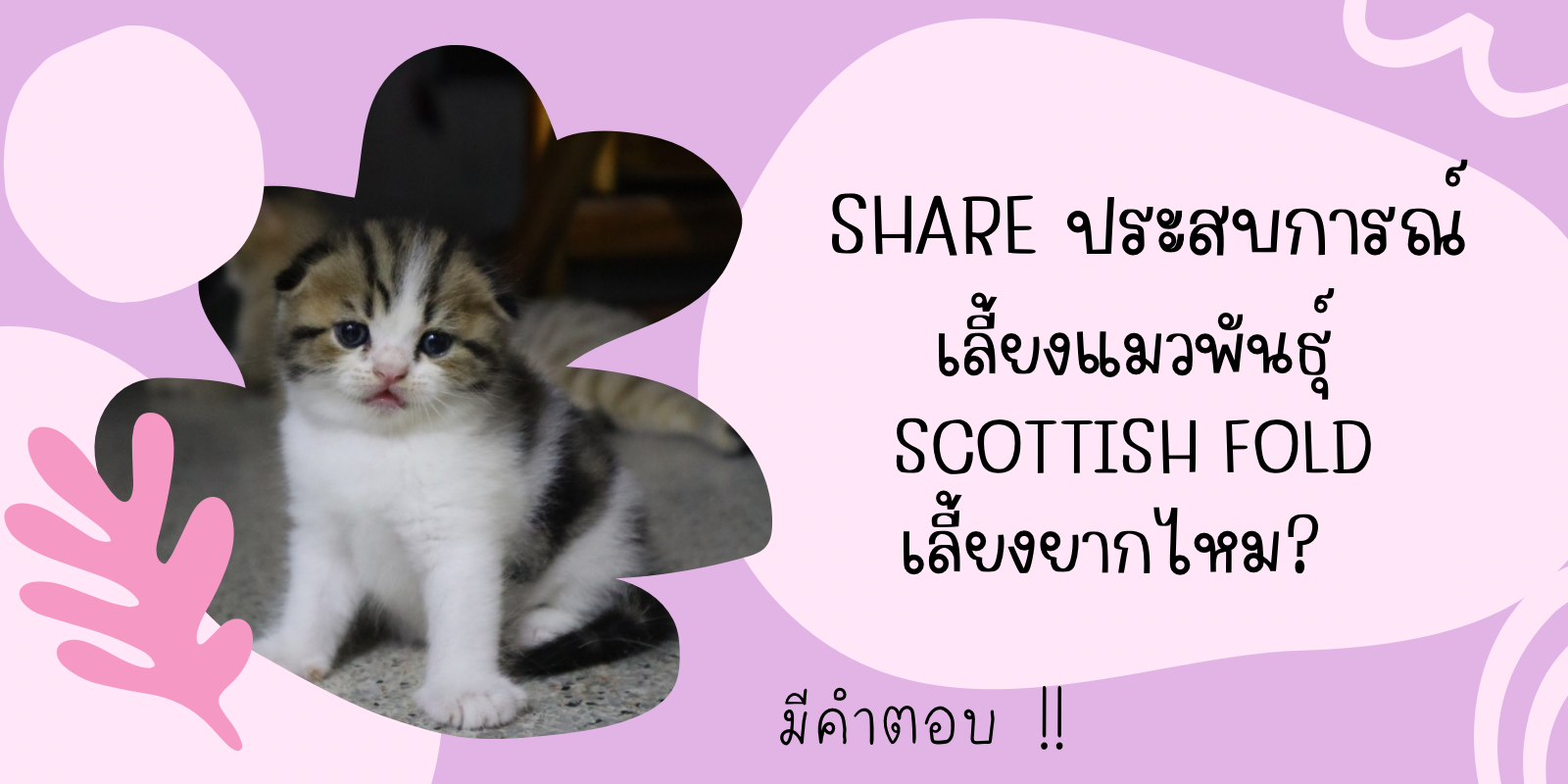แชร์ประสบการณ์เลี้ยงแมวพันธุ์ Scottish Fold เลี้ยงยากไหม?!? มีคำตอบ