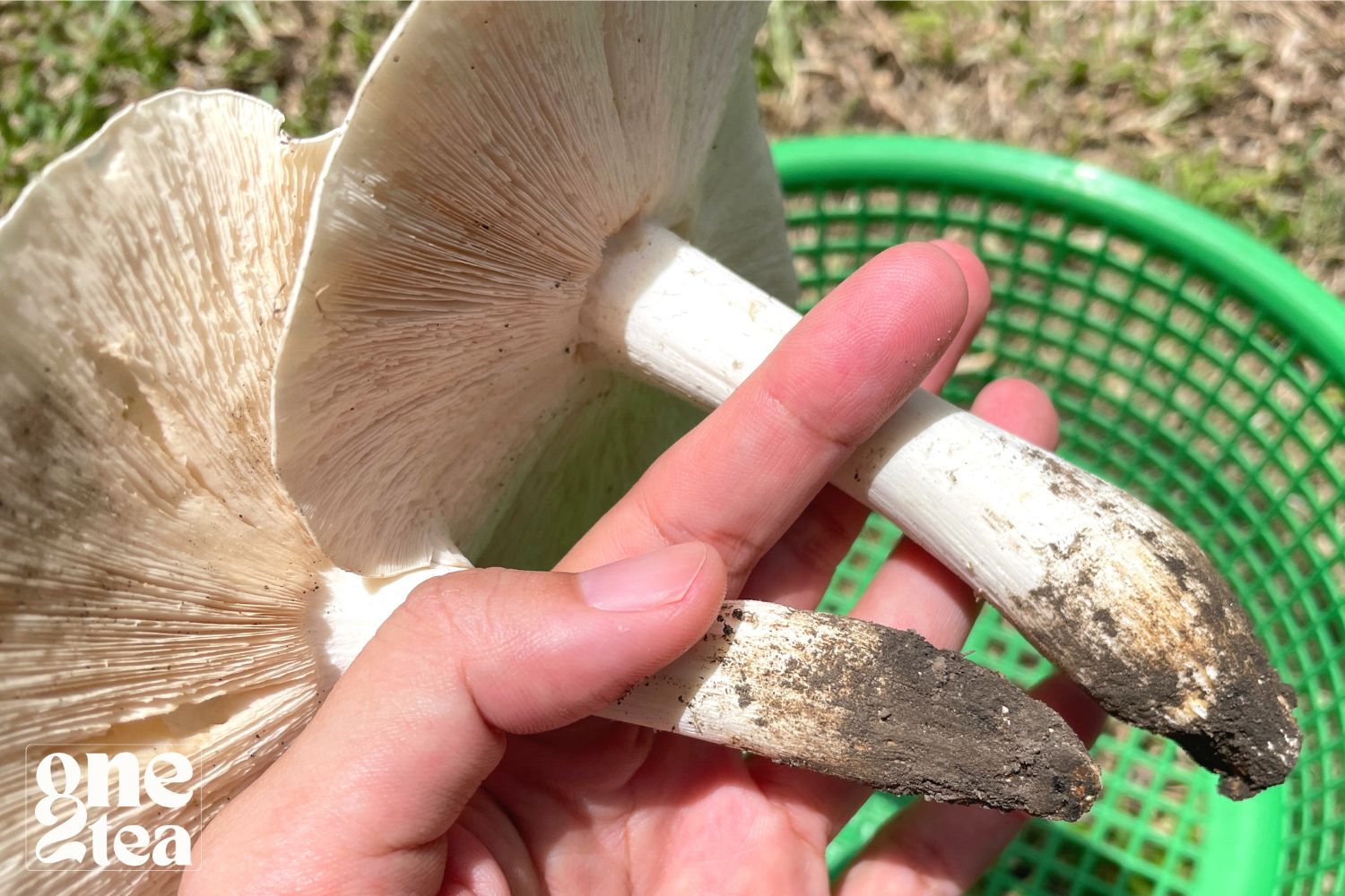 Mushrooms, their benefits, what foods can you cook with mushrooms?