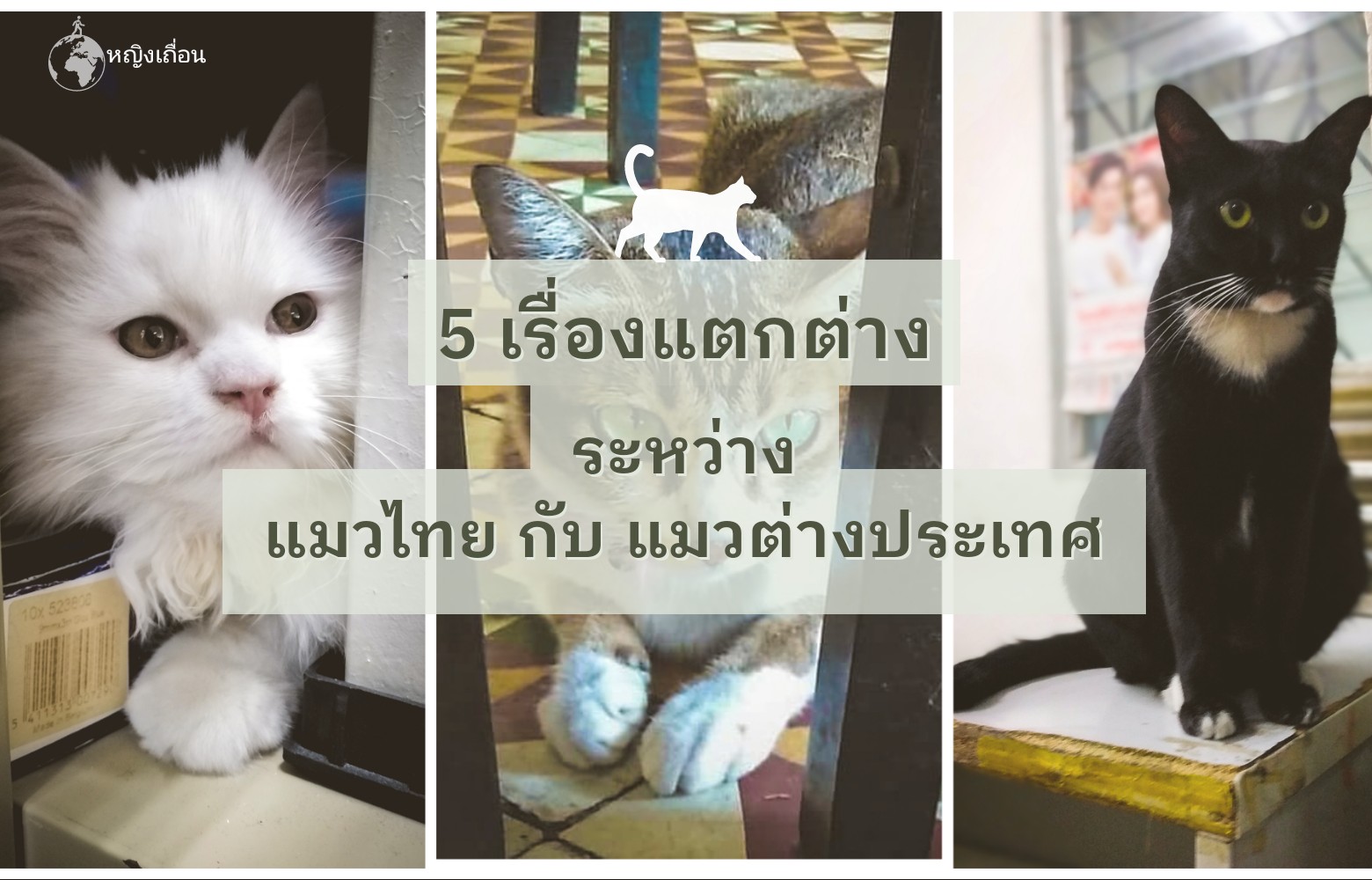 5 เรื่องแตกต่างระหว่างแมวไทยและแมวต่างประเทศ